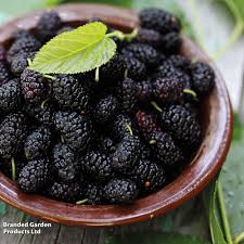 Kalo Jam/Black Berry