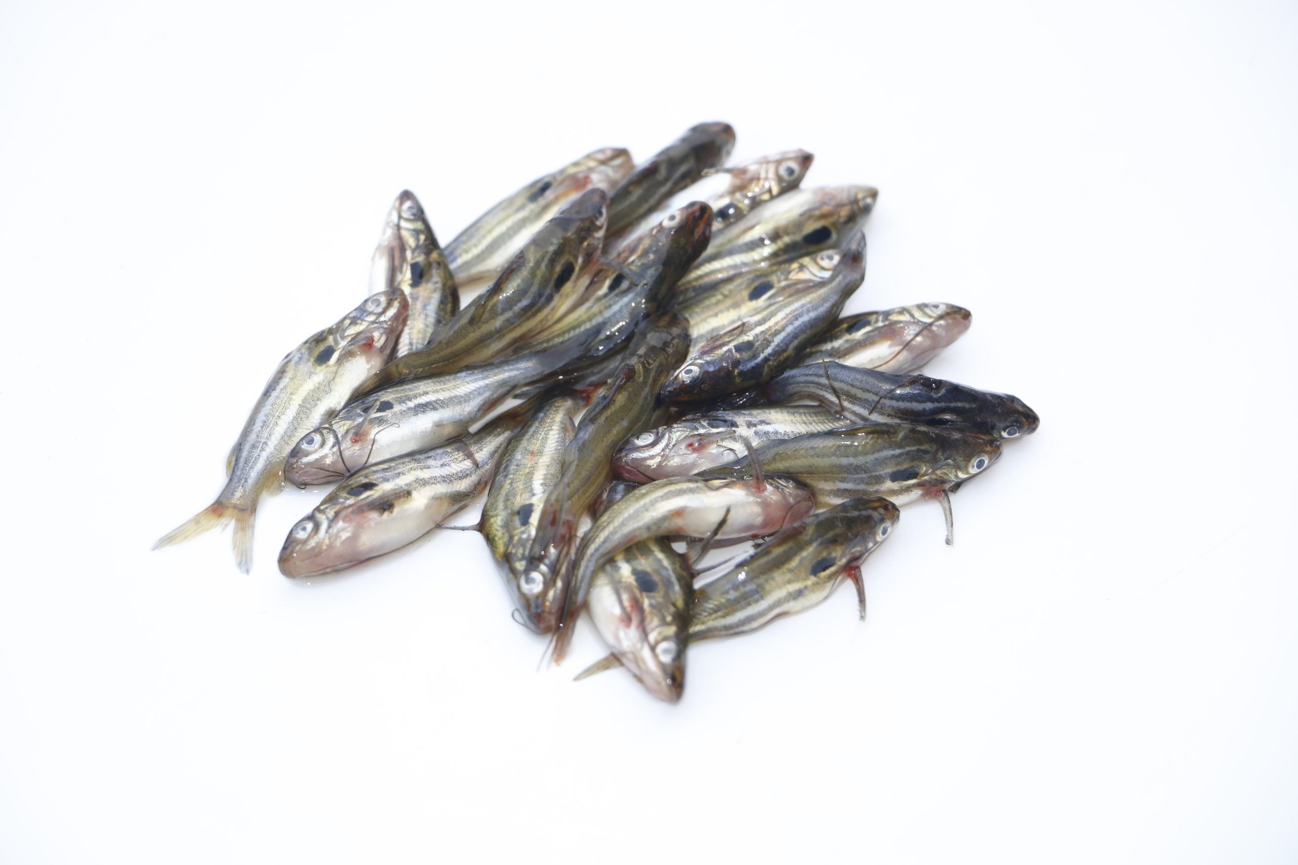 Mexim Bozuri (Frozen)