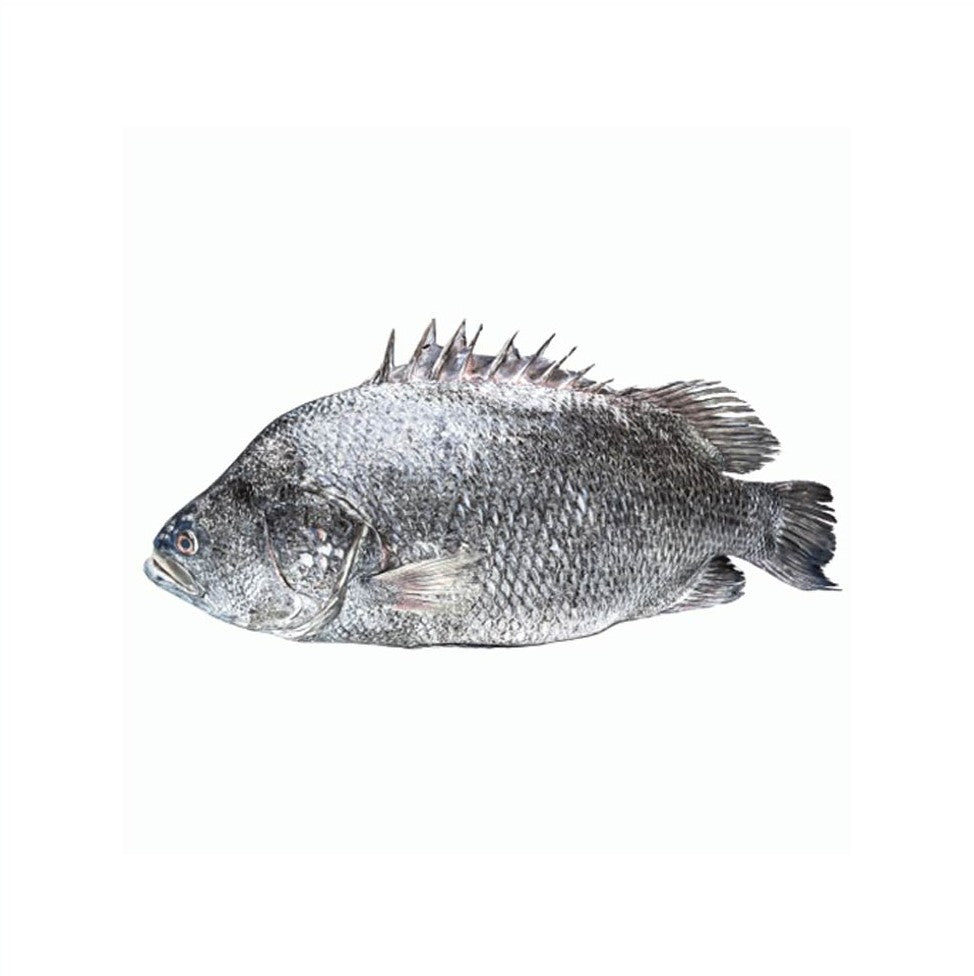KORAL  10KG