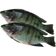 TELAPIA