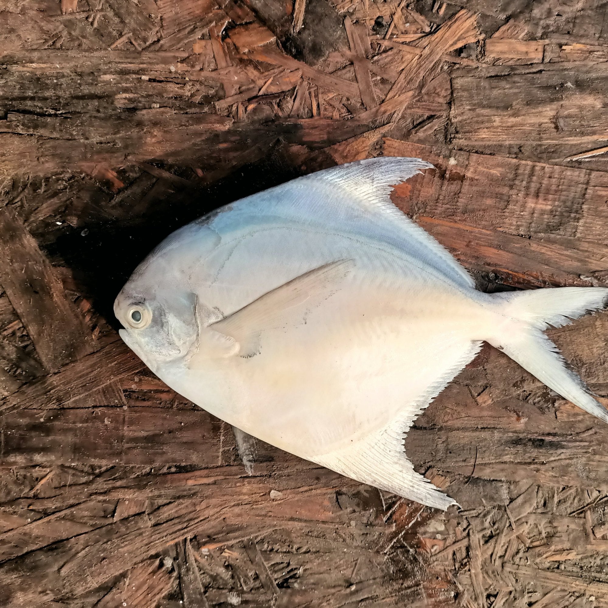 White Promfet -1kg