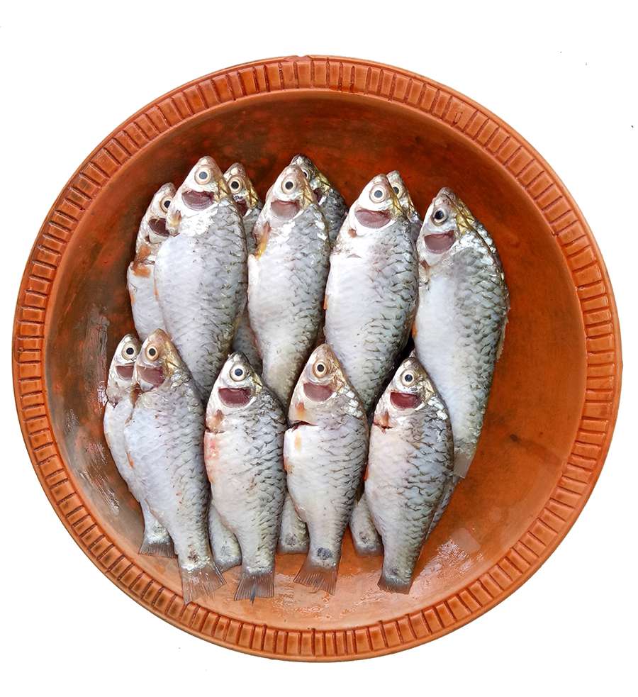 Deshi PUTI