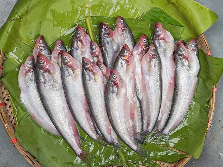 Pabda BD 500g