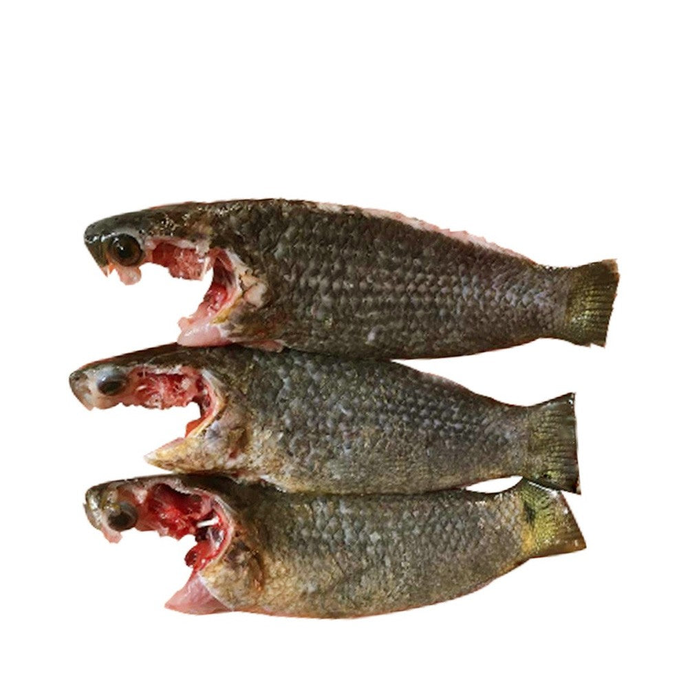 KOI 1KG