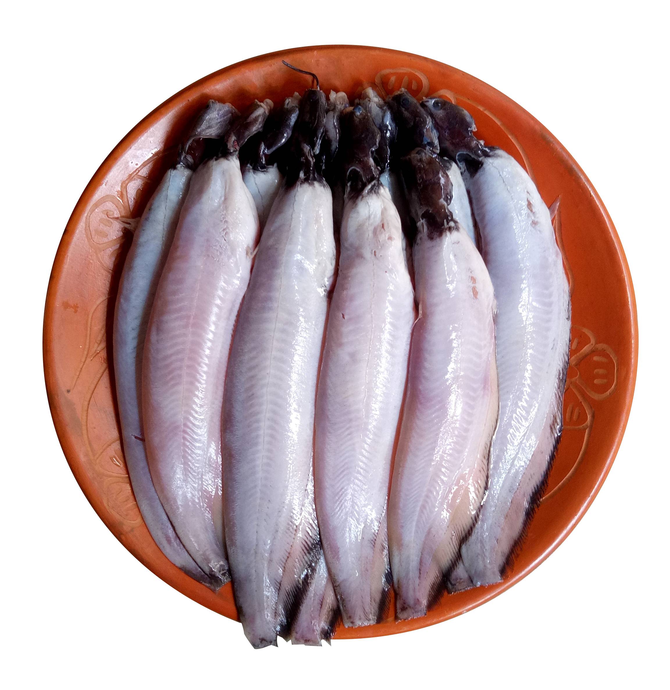 Shing 500G