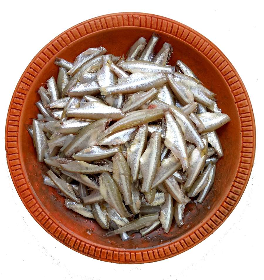 Mola