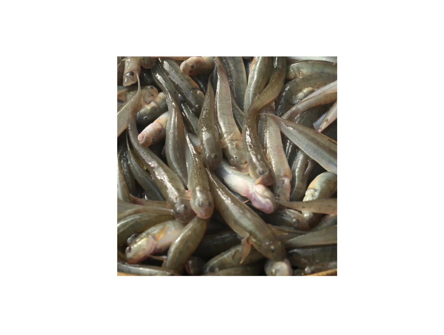 Mexim Chiring (Frozen)