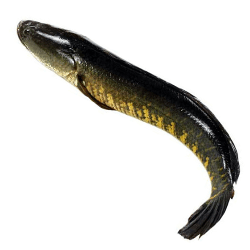 Mexim Whole Shoal (Frozen)