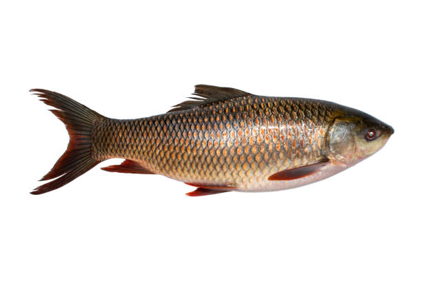 Mexim Rohu Fish (2–2.9 kg each)* $8.80/kg (Frozen)